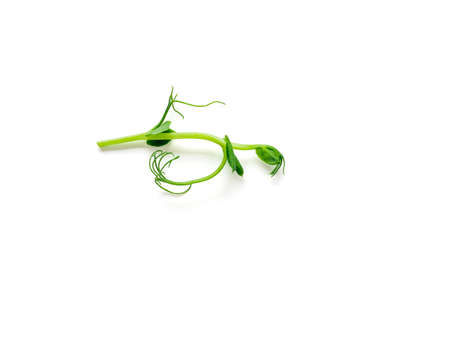 Micro greens - sprouts peas isolated on white background. Top view or flat lay.