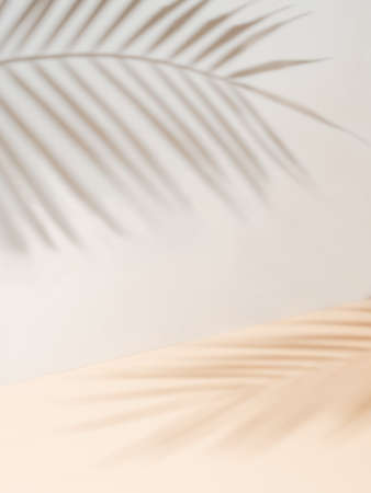 Palm leaf shadow on white wall, cream pastel floorの写真素材