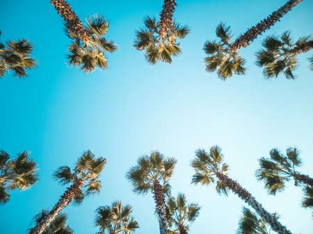Beautiful pattern of palm trees with blue skyの写真素材