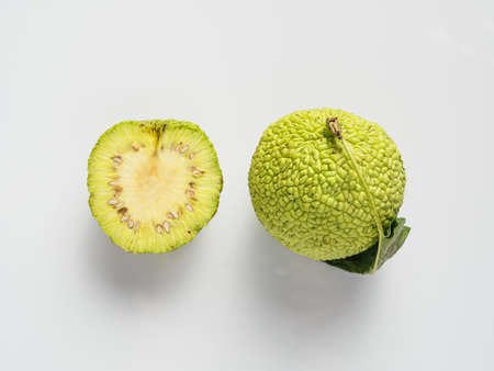 Green fruit of maclura, osage orange
