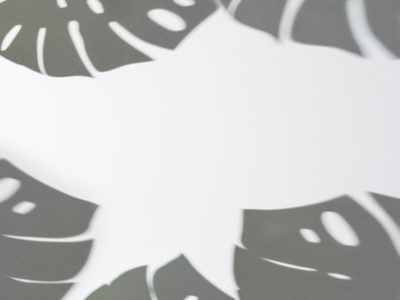 Shadow of monstera leaves on white backgroundの写真素材