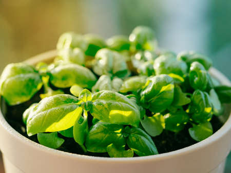 Fresh green potted basil with water drops or dew in sunset sunbeam. Young basil leaves in ceramic flower pot . Basil plant with green leaves. Copy spaceの写真素材