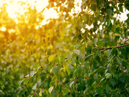 Beautiful green birch branches natural abstract bokeh background with copy space. Fresh foliage of thin gentle birch branches in sunset light. Yellow sun rays bursting through leavesの写真素材