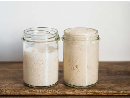 Two glass jars with wheat sourdough starters in different hydration levels. Starter 100 percent hydration (right) and starter with higher hydration (left). Copy spaceの写真素材