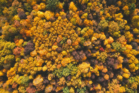 Beautiful aerial fall trees. Top down view on autumn deciduous forest in yellow and orange colors....