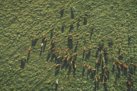 Aerial top-down view over meadow cows showing their long shadows from sundown in grass field. Summer...