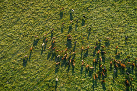 Aerial top-down view over meadow cows showing their long shadows from sundown in grass field. Summer green meadow at sunset with herd of cows. Drone view od graze of beefの写真素材
