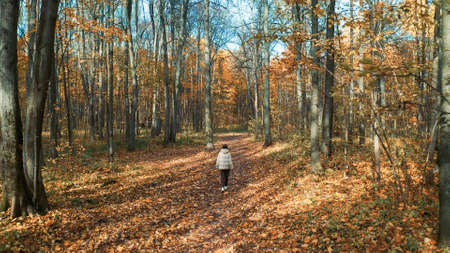Woman from behind walking in orange autumn deciduous forest. Walk along path littered with falling autumn leaves. Autumn park or forest. Orange trees in sun beam. Girl from Behindの写真素材