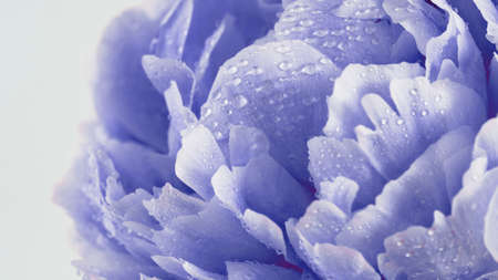 Flower head of violet or delicate purple peony with dew. Beautiful peony with water drops. Demonstrating color of 2022 year very peri in floristic and wedding industryの写真素材