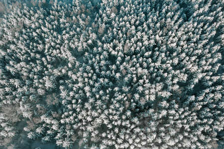 Birds-eye view of snow covered forest and frosty tree tops in sunny winter day. Fly over frozen winter forest with snow covered trees. Coniferous forest in winterの写真素材