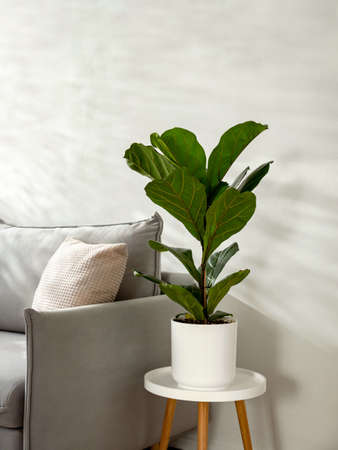 Ficus lyrata or fiddle leaf fig in living room interior. Room decoration with plant. Scandinavian fiddle peaf tree indoor plant in circle white pot at home. Potted ficus Lyrata or fiddle leaf fig treeの写真素材