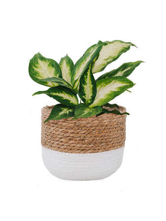 Dieffenbachia Compacta or Dumb canes plant in trendy handwoven seagrass and cotton cachepot. Indoor house dumb cane or Dieffenbachia plant, isolated on white background with clipping path. Urban jungleの写真素材