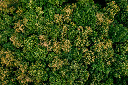 Late summer in forest aerial top view. Mixed forest, green and yellow deciduous trees as august...