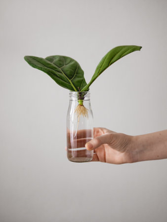 Propagating Fiddle Leaf Fig. Female hand hold glass bottle with water and rooted cutting with two...