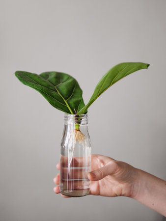 Propagating Fiddle Leaf Fig. Female hand hold glass bottle with water and cutting with two leaves of ficus lyrata with white roots. How to propagate fiddle leaf fig tree, urban gardening concept.の写真素材