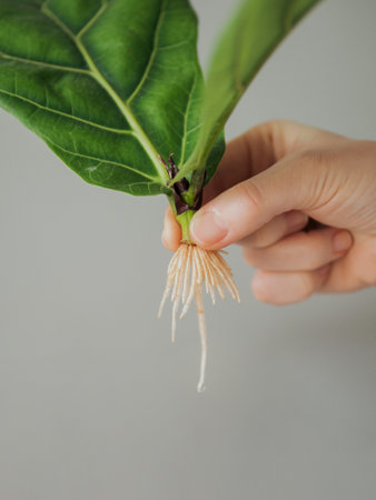 Propagating Fiddle Leaf Fig. Female hand hold stem cutting of ficus lyrata with white roots. How to propagate fiddle leaf fig tree, urban gardening concept.の写真素材