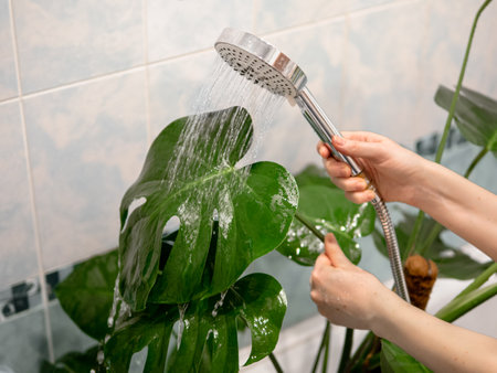 Washing leaf monstera from dust under shower in bathroom. Urban jungle and house plant care concept. Caucasian woman washing dust from large monstera leaves with water drops from showerの写真素材