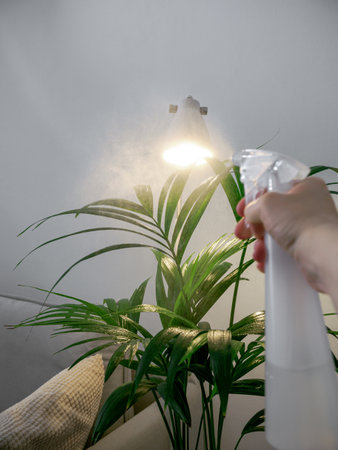 POV of plant care spraying. Female hand spraying plant with water spray bottle while taking care of her kentia palm houseplant. Kentia palm in house interior. Urban jingle and plant care conceptの写真素材