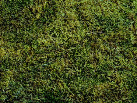 Green moss texture background. Top view of natural green moss. Can use as forest background for cosmetic mock up. Copy space for text or design. Studio shotの写真素材