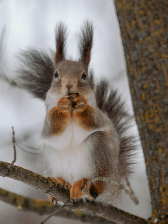 Beautiful gray squirrel eats hazelnut on tree in winter. Portrait of cut squirrel in wildlife...