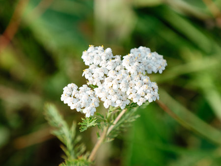 Milfoil flower of white color in the summer field. Achillea millefoliumの写真素材
