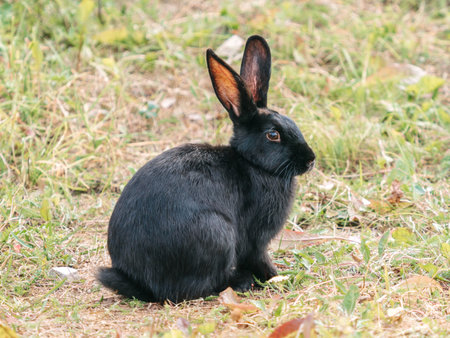 Cute black rabbit in grassland outdoors. The black rabbit, often color variant of domestic rabbits, has sleek dark fur. Black rabbits are friendly and social, making them popular petsの写真素材