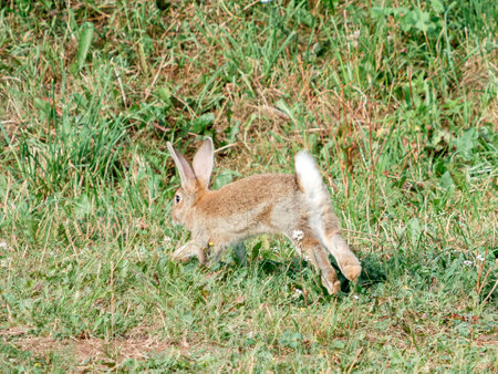 Young rabbit runs across meadow. Cute little rabbit or hare jumping outdoors. Adorable hopping bunny in grasslandの写真素材