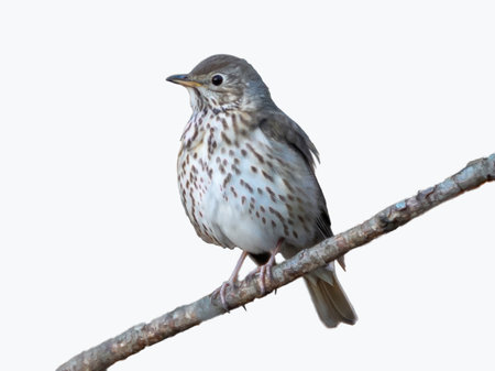 Song Thrush (Turdus philomelos) isolated on transparent background. Wildlife, birdwatching, little...