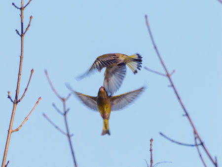 Two flying birds of European greenfinch or Chloris chloris on blue sky background. Fight of two males of European greenfinch or Chloris chloris common greenfinch songbird in air. Birdwatching conceptの写真素材