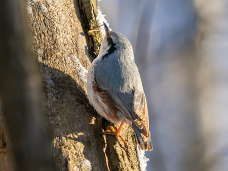 Close-up portrait of Nuthatch perched or Sitta europaea on tree trunk in winter parkの写真素材
