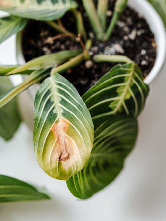 Prayer plant maranta leuconeura marisela care. Drying up leaf of Maranta lemon lime or Maranta Leuconeura Mariselaの写真素材