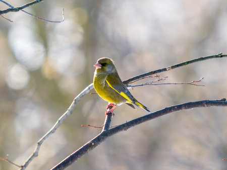 Portrait of European greenfinch or Chloris chloris bird sitting on tree branch. European greenfinch or Chloris chloris common greenfinch songbird. Birdwatching conceptの写真素材