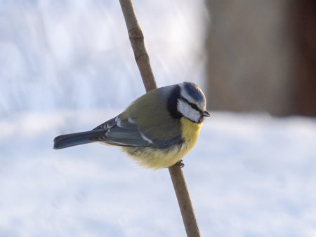 Eurasian blue tit or Cyanistes caeruleus is a small passerine bird. Standing on a branch in wintertime. Yellow chest, blue wings, white head with blue detailsの写真素材