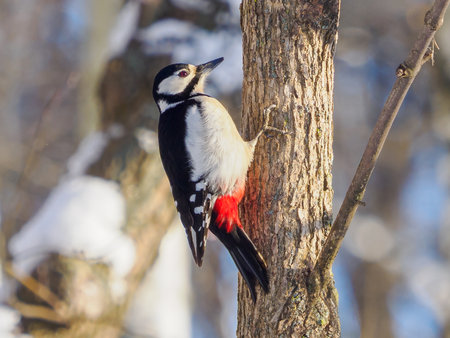 Great spotted woodpecker (Dendrocopos major) is medium-sized woodpecker with pied black and white plumage and red patch on the lower belly. Female of Great spotted woodpecker on tree trunk in winterの写真素材