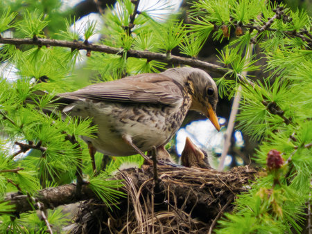 Fieldfare or Thrush in nest with chicks. Nesting season. Fieldfare or Turdus pilaris nest built in the crown of pine tree. Spring time. Birdwatching concept.の写真素材