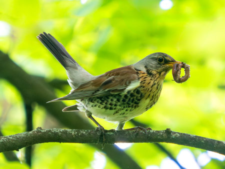 Fieldfare or Turdus pilaris with earthworm in beak. Nest and chick season. Fieldfare found food for chick. Carrying foods. Birds watching. Fieldfare or Thrush side view, slightly front, on tree branchの写真素材