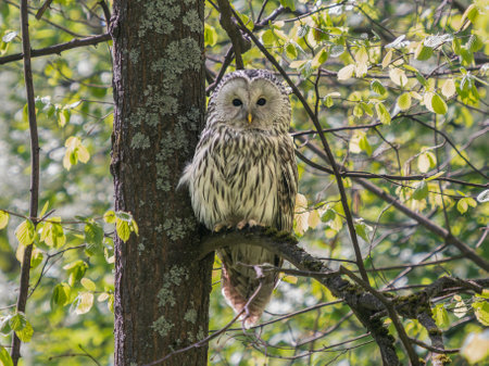 Beautiful Ural owl or Strix uralensis sits quietly on branch in vibrant spring forest. Ural owl with green lush on background. Beautiful grey owl. Bird of prey in natural habitat. Birdwatchingの写真素材