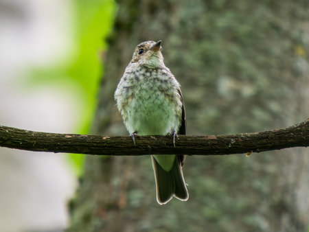 Close-up portrait of Spotted flycatcher chick in summer. Young spotted flycatcher or Muscicapa striata bird perched on branch. Spotted flycatcher is small passerine birdの写真素材