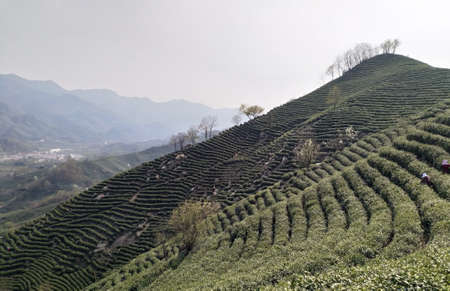 Alpine tea garden sceneryの写真素材