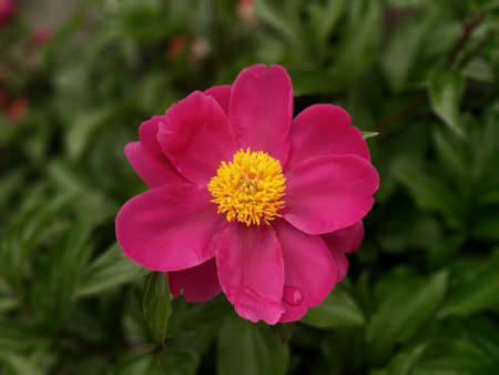 flowerの写真素材