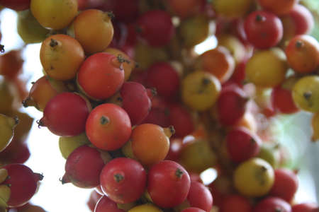 Palm fruitの写真素材