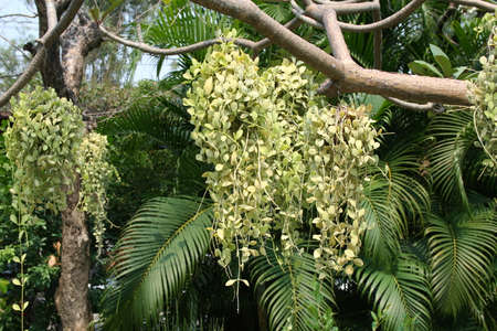 Dischidia