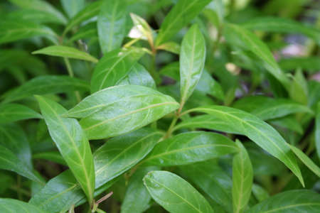 Green leave with sunlightの写真素材