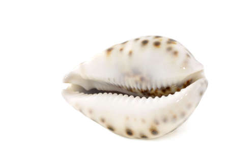 Beautiful exotic spotty cockleshell isolatedの写真素材