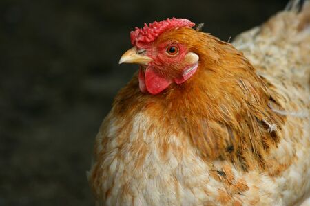 Close up of a hen, farm birdsの写真素材