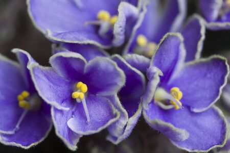 Saintpaulia is a house plant
