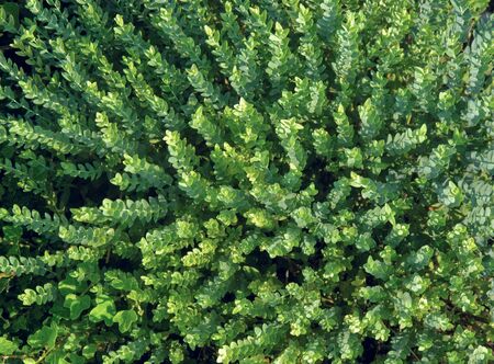 Green vegetation covering all the picture