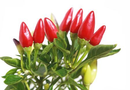branch of red hot chili pepper, isolated on white backgroundの写真素材