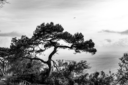 silhouette of a tree stands out on the gulf of Gibraltar on sunsetの写真素材