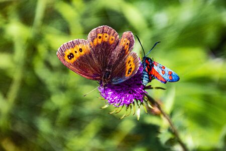 butterflies and pink thistle in Asiago italina alps
